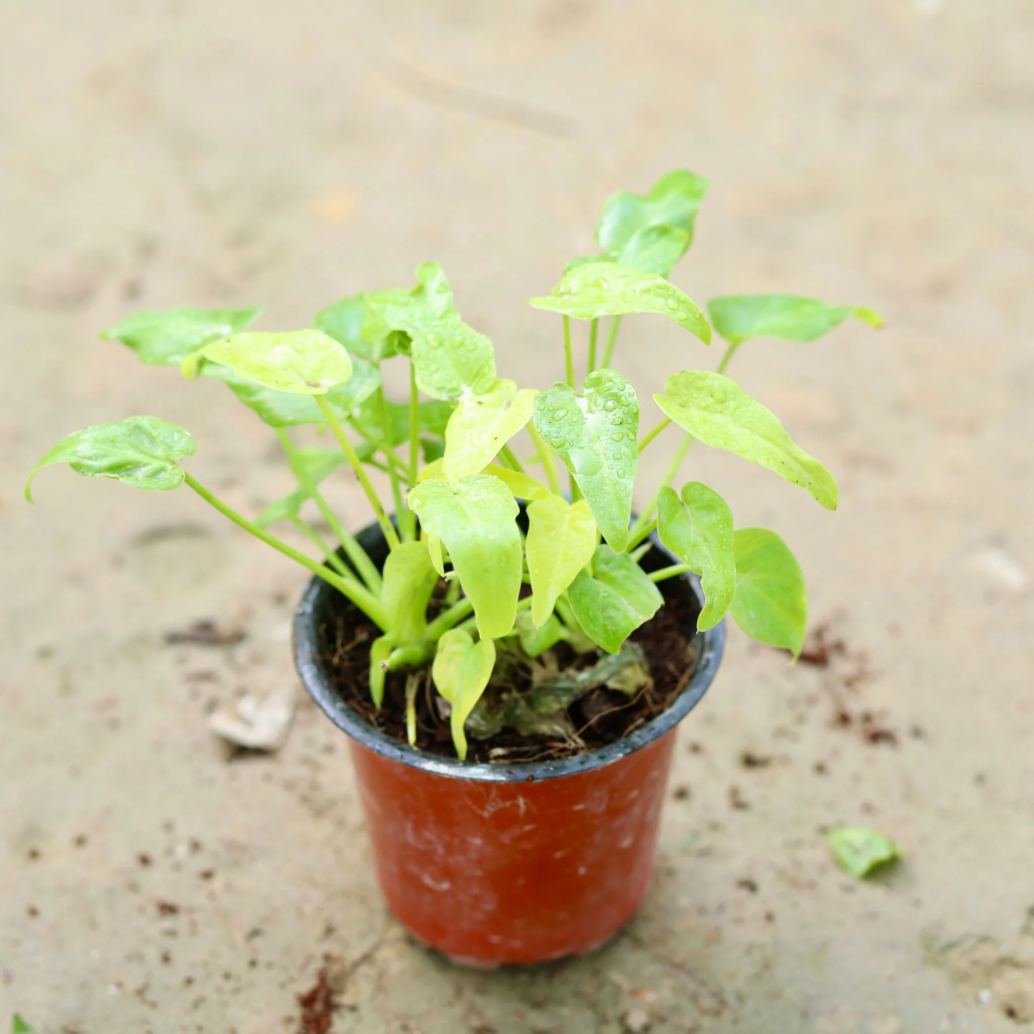 Xanadu Dwarf Golden in 4 Inch Nursery Pot