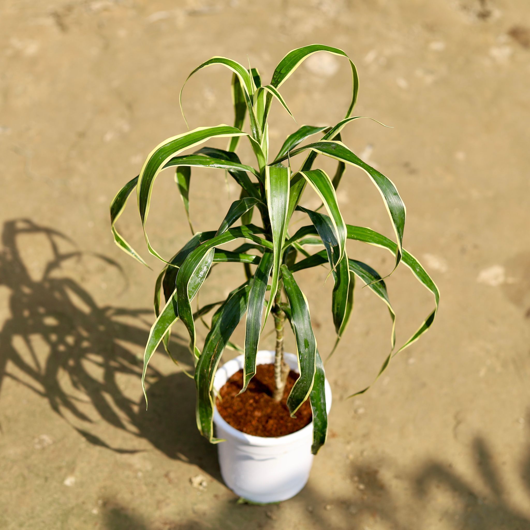 Dracaena Jamaica in 5 Inch White Nursery Pot