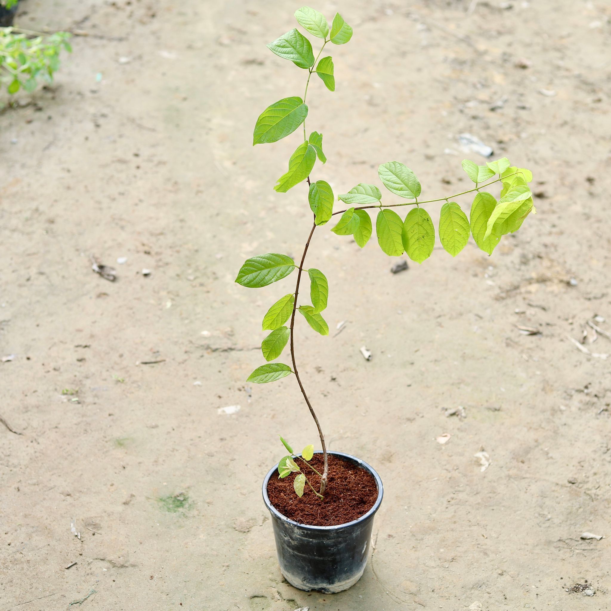 Madhu Malti / Rangoon Creeper (any colour) in 6 Inch Nursery Pot