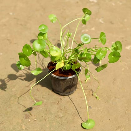 Buy Chinese Money Plant / Coin / Brahmi Dollar Plant in 5 Inch Nursery Pot Online | Urvann.com