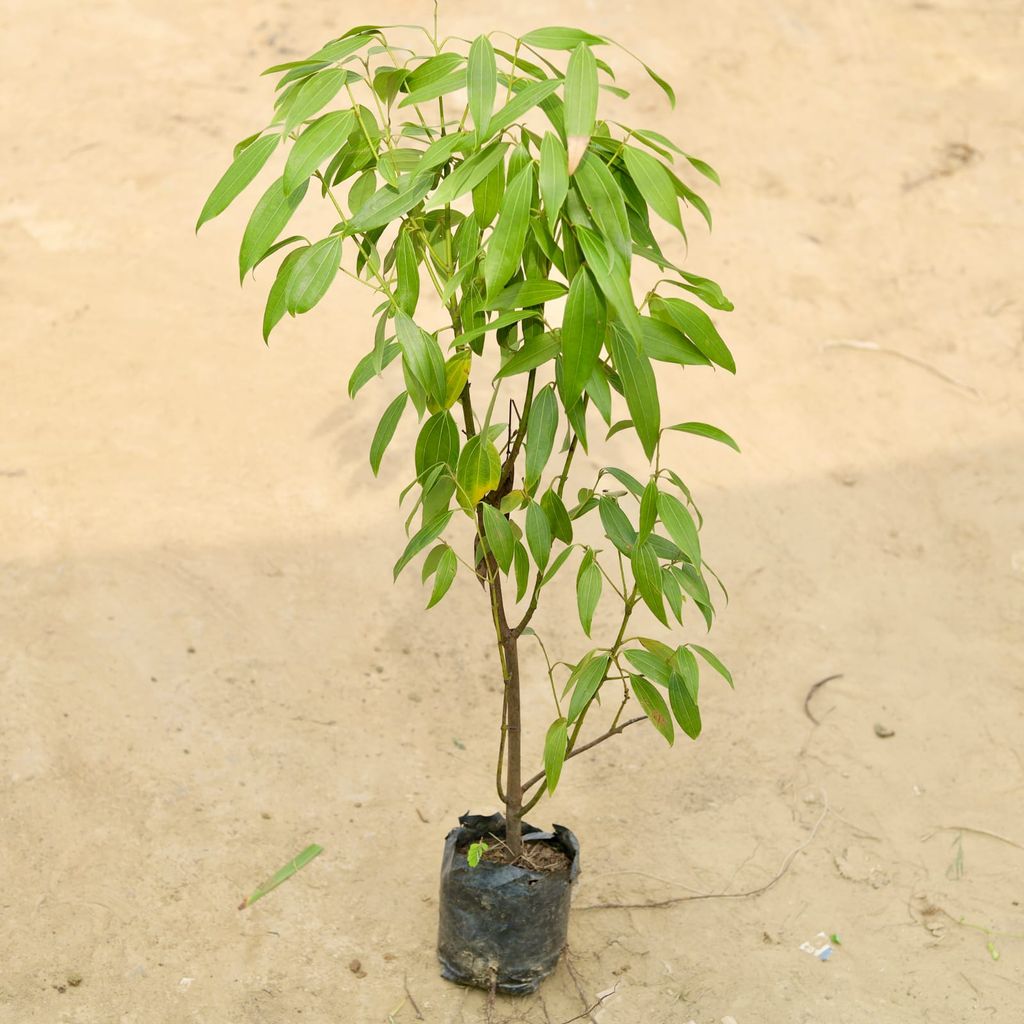 Tej Patta / Bay Leaf in 5 Inch Nursery Bag