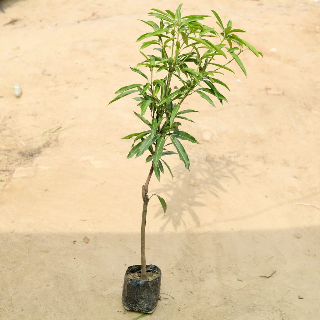 Buy Mango Grafted (~ 3 - 3.5 ft) in 5 Inch Nursery Bag Online | Urvann.com Mango Grafted (~ 3 - 3.5 ft) in 5 Inch Nursery Bag