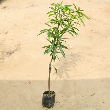 Buy Mango Grafted (~ 3 - 3.5 ft) in 5 Inch Nursery Bag Online | Urvann.com