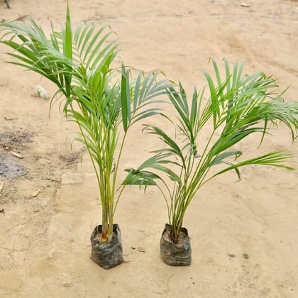 Buy Set of 2 - Areca Palm (~ 2- 2.5 Ft) in 4 Inch Nursery Bag Online | Urvann.com