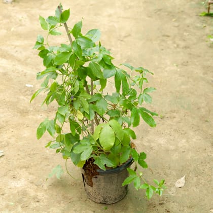 Buy Rakhi Bel / Passiflora / Passion Flower (any colour) (~2.5 ft) in 12 Inch Nursery Pot Online | Urvann.com