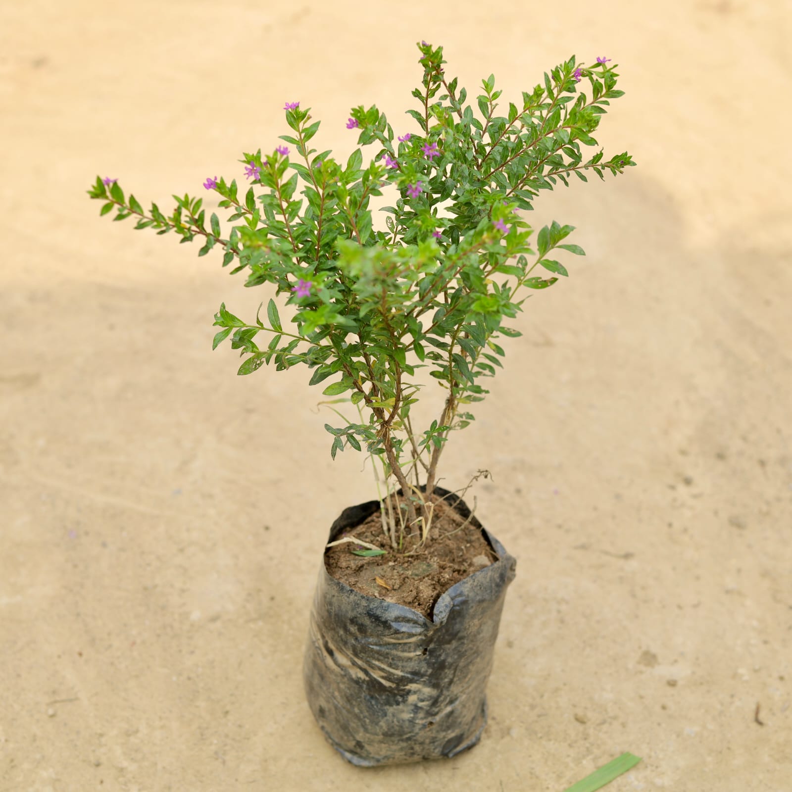 Cuphea / False Heather Purple in 6 Inch Nursery Bag