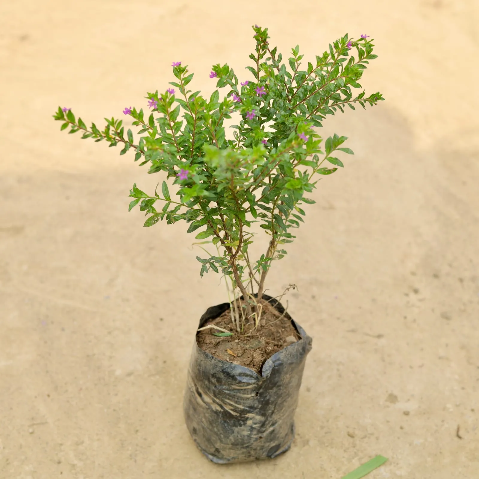 Cuphea / False Heather Purple in 6 Inch Nursery Bag