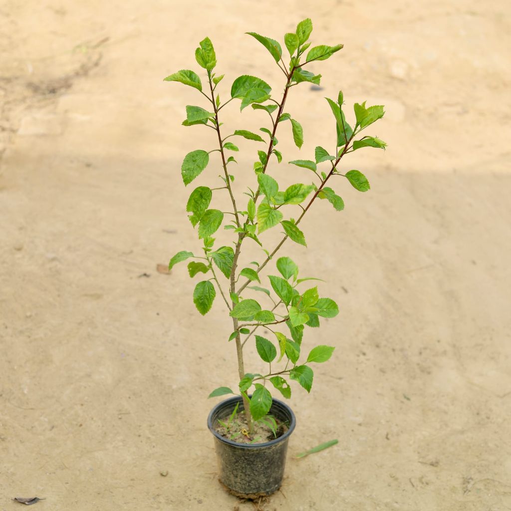 Buy Desi Hibiscus (any colour) in 5 Inch Plastic Pot Online | Urvann.com Desi Hibiscus / Gudhal (any colour) in 5 Inch Nursery Pot