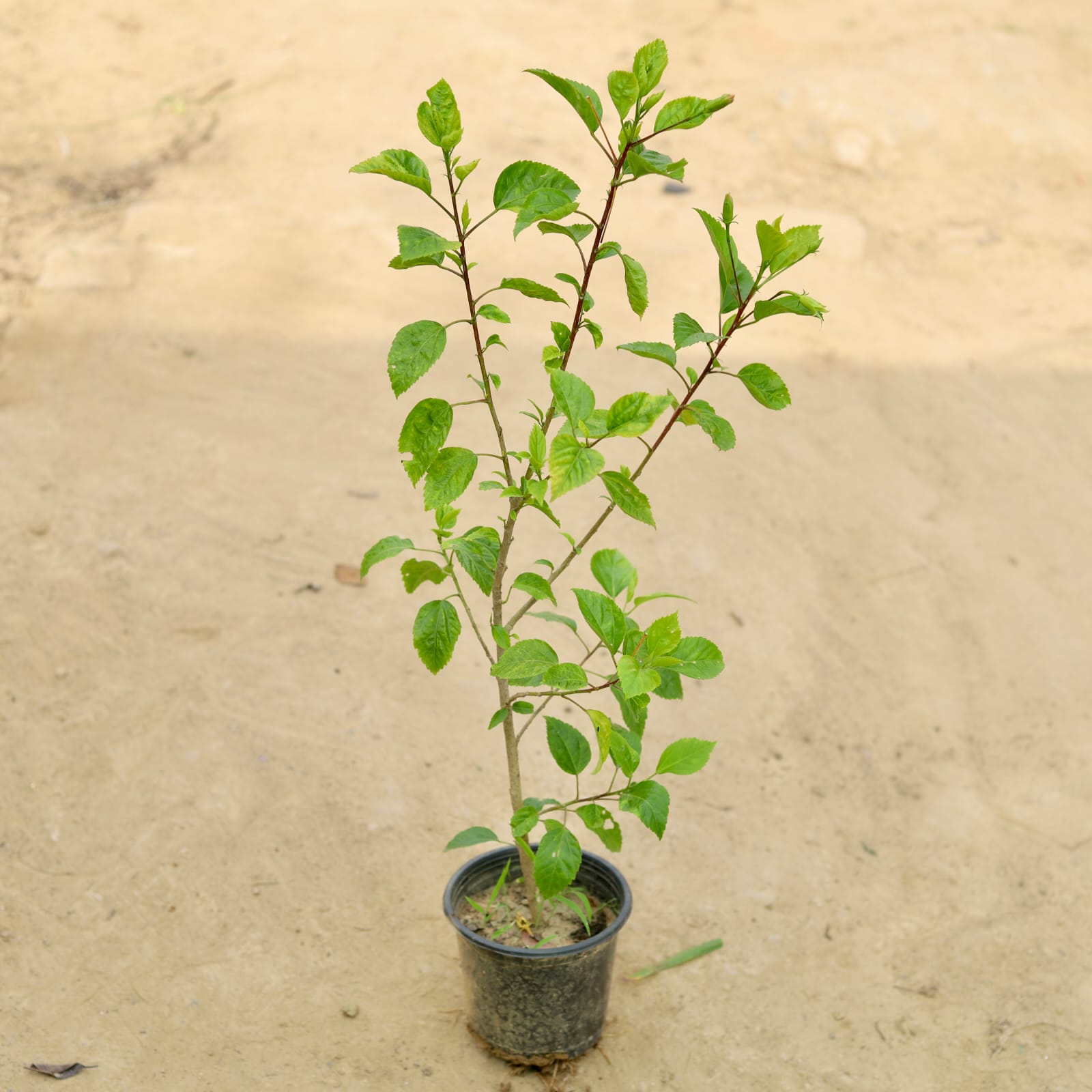 Desi Hibiscus / Gudhal (any colour) in 5 Inch Nursery Pot