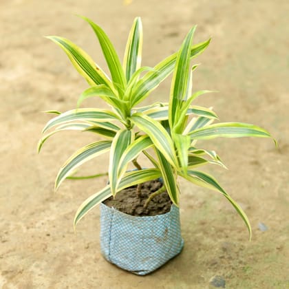 Buy Song of India Dwarf in 3 Inch Nursery Bag Online | Urvann.com