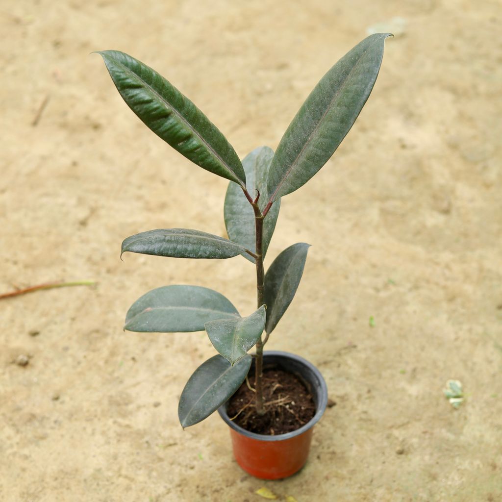 Rubber in 3 Inch Nursery Pot