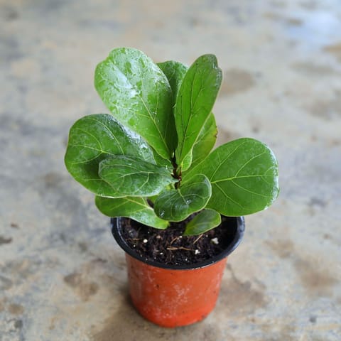 Fiddle Leaf Fig / Ficus Lyrata in 4 Inch Nursery Pot