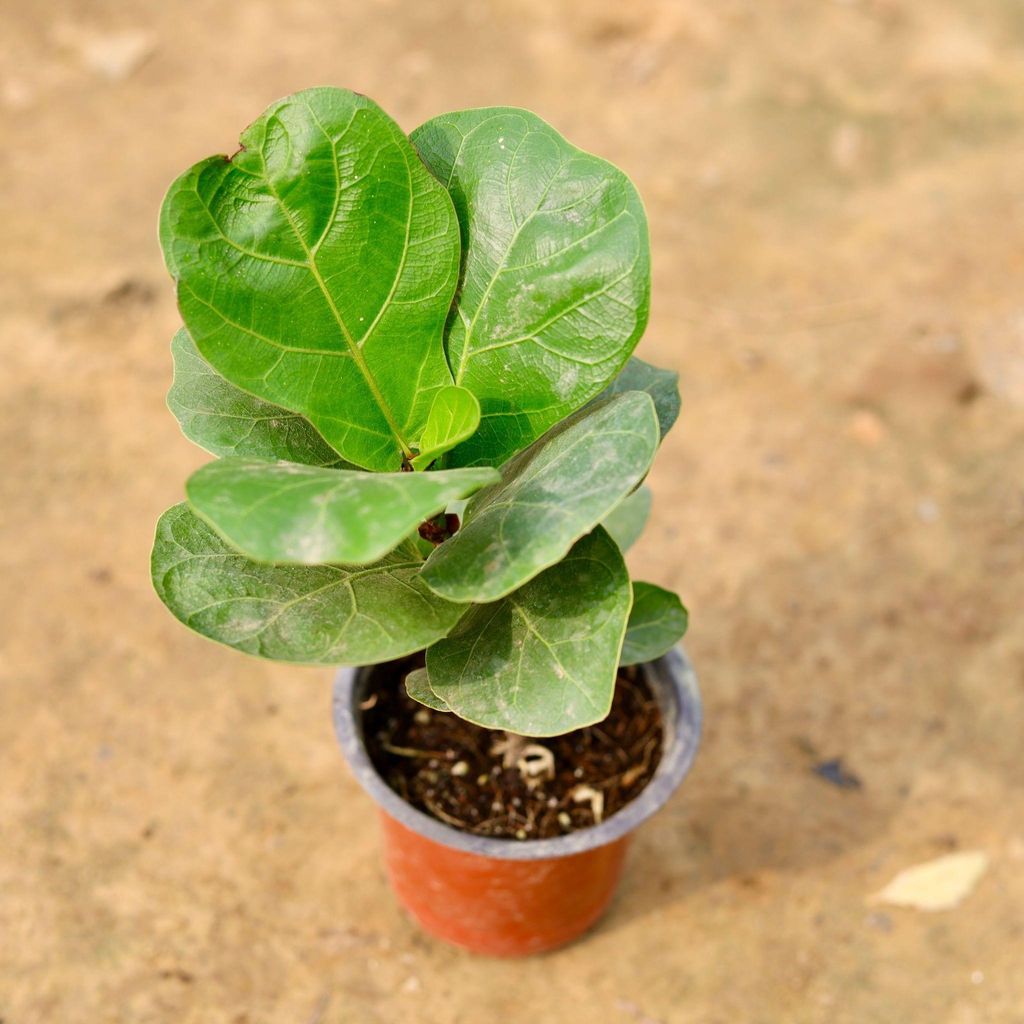 Buy Fiddle Leaf in 4 Inch Plastic Pot Online | Urvann.com Fiddle Leaf Fig / Ficus Lyrata in 4 Inch Nursery Pot