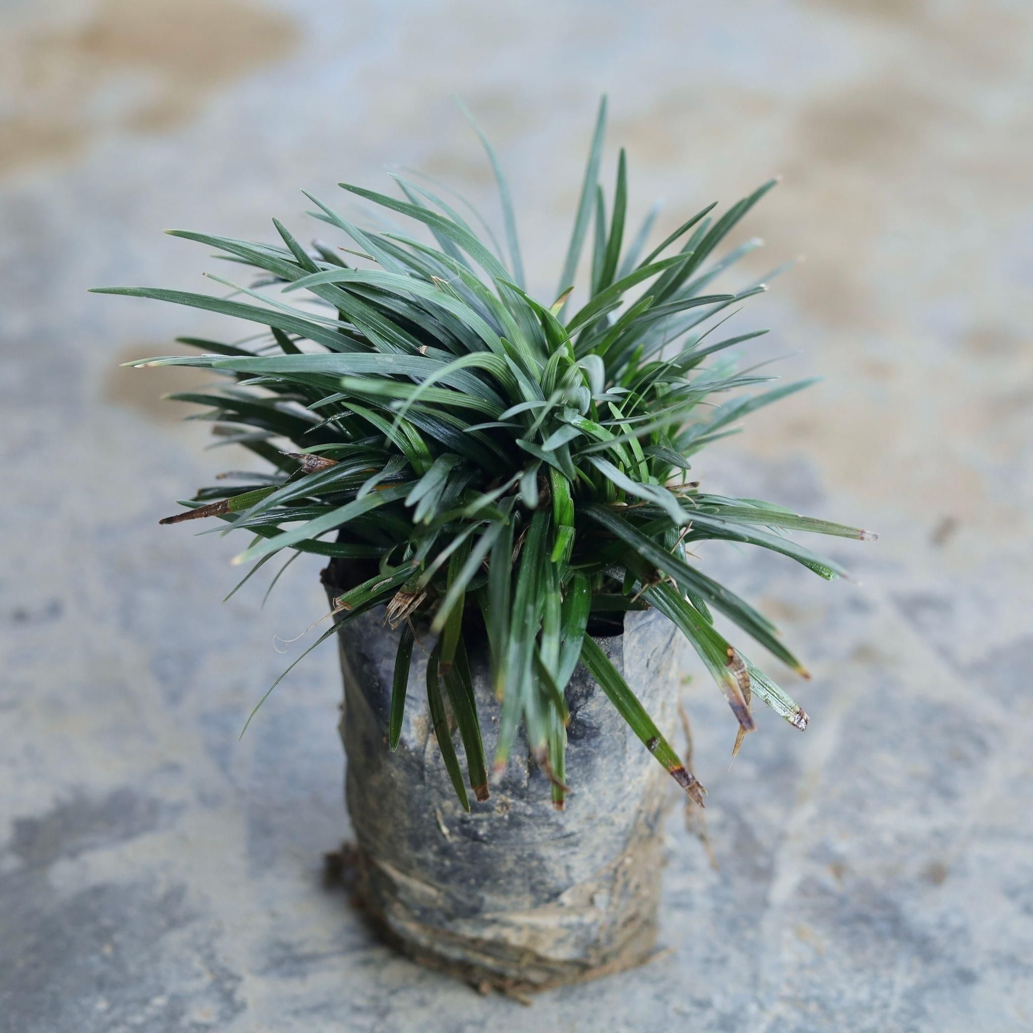 Black Grass in 4 Inch Nursery Bag