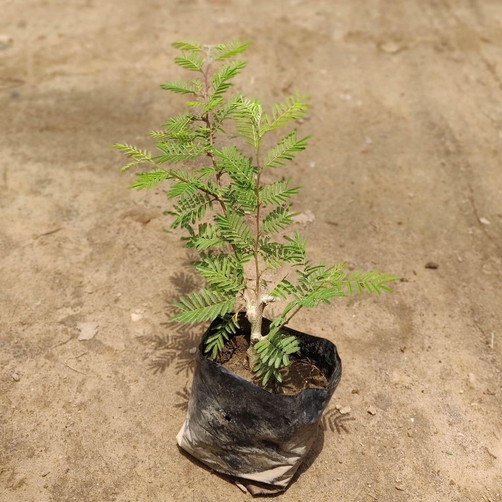 Shami Plant in 4 inch Nursery Bag