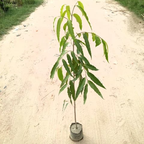 Ashoka Holy Tree (~ 4-5 Ft) in 5 Inch Nursery Bag