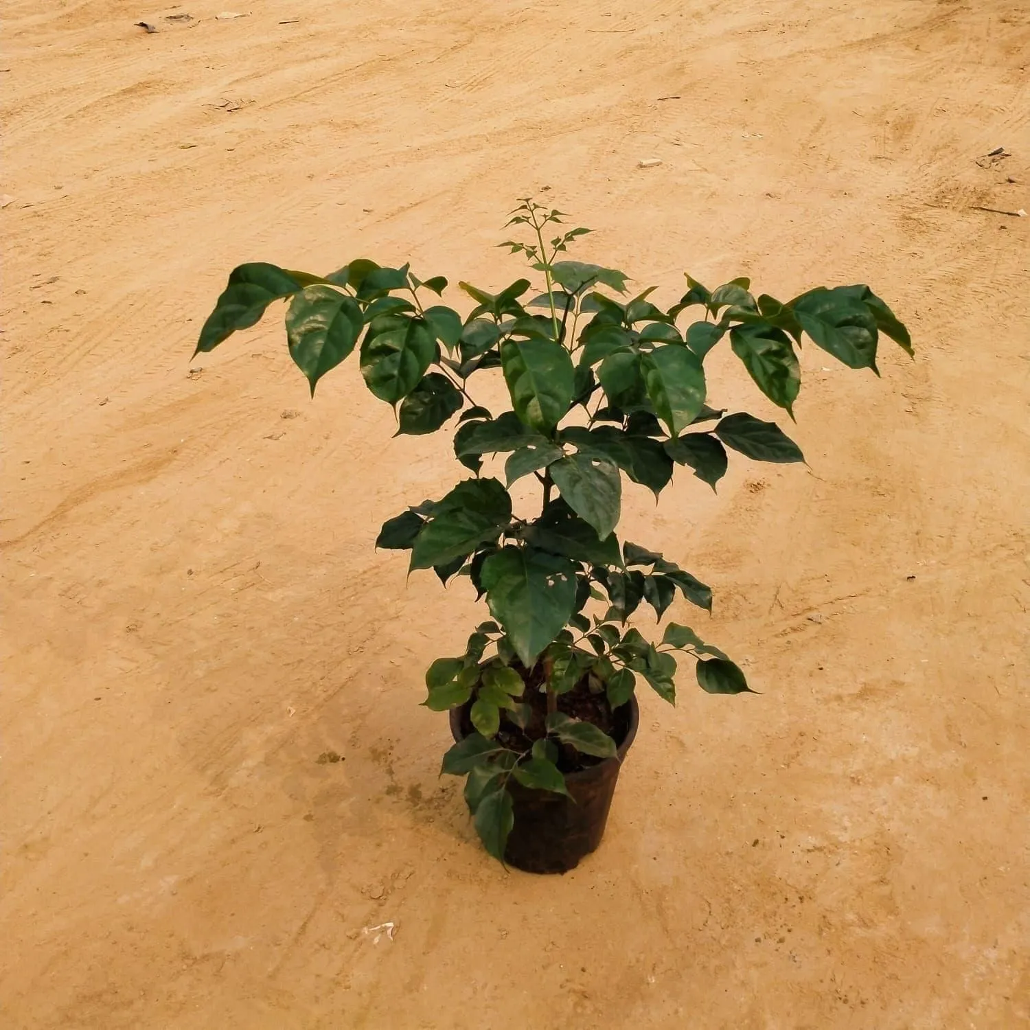 Radermachera / China Doll in 6 Inch Nursery Pot