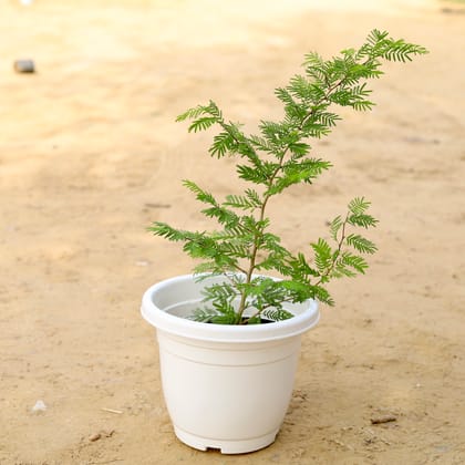Buy Shami Plant in 10 Inch Classy White Plastic Pot Online | Urvann.com