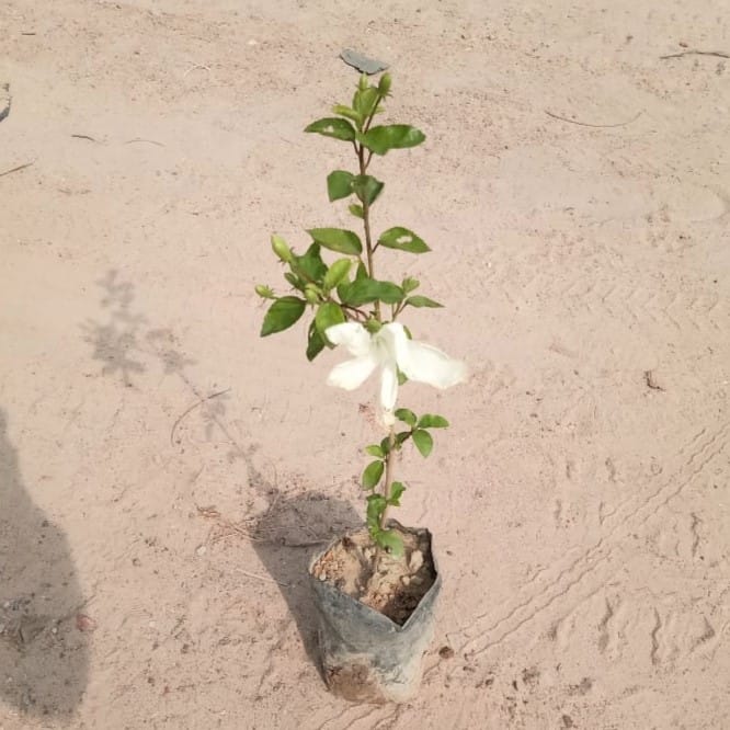 Hibiscus / Gudhal White in 4 Inch Nursery Bag