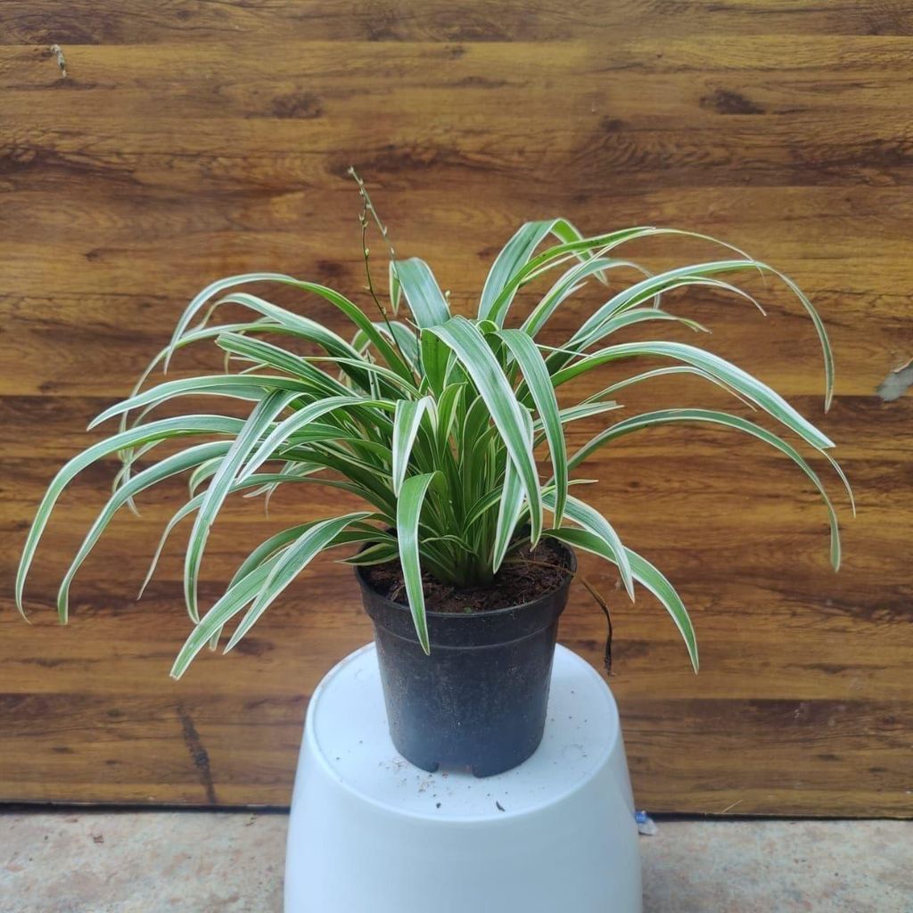 Spider in 5 Inch Nursery Pot Spider in 5 Inch Nursery Pot
