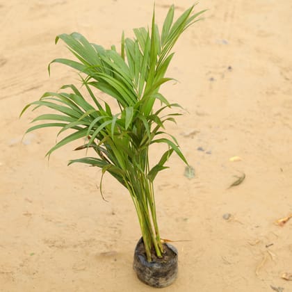 Buy Areca Palm (~ 1 Ft) in 6 Inch Nursery Pot Online | Urvann.com