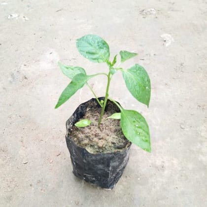 Green Chilli Plant in 4 Inch Nursery Bag