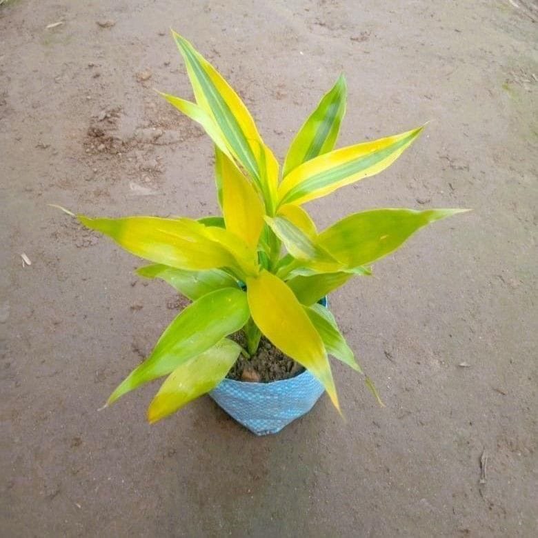 Golden Lucky Bamboo in 4 Inch Nursery Bag