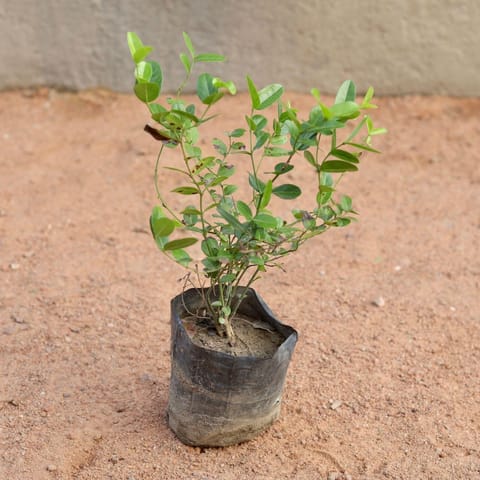Karaunda (any colour) in 5 Inch Live Fresh Plant Nursery Bag in Sector 84