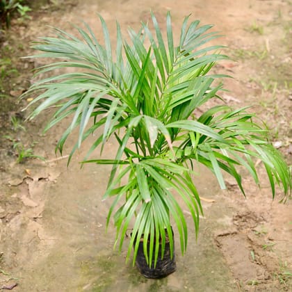 Buy Areca Palm  in 6 Inch Nursery Bag Online | Urvann.com