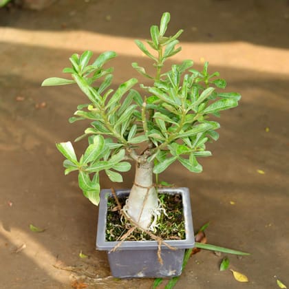 Buy Adenium Grafted Bonsai  in 5 Inch Bonsai Pot Online | Urvann.com