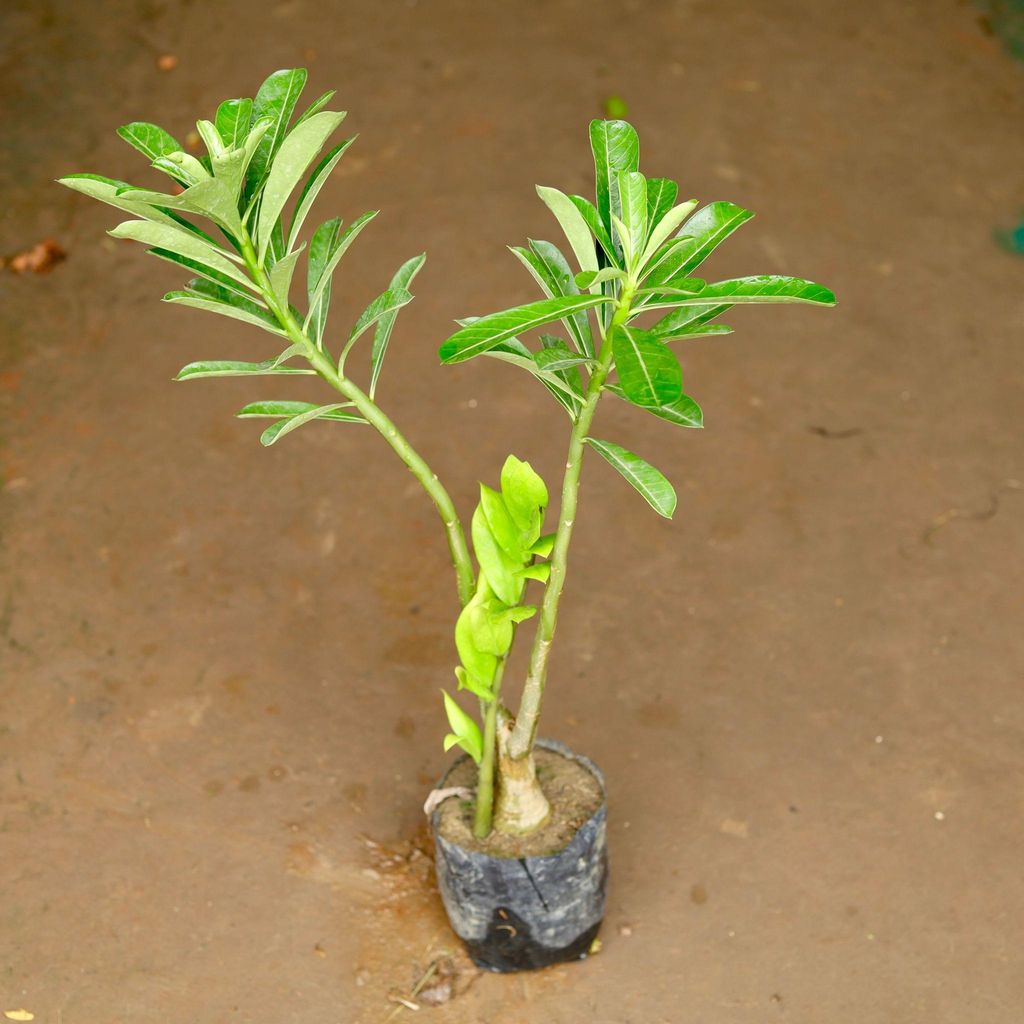Adenium (any colour) in 6 Inch Nursery Bag