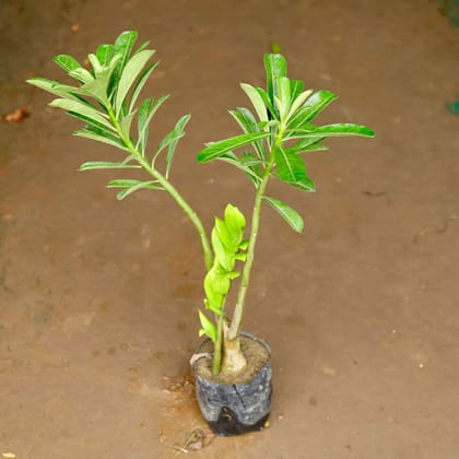 Buy Adenium (any colour) in 6 Inch Nursery Bag Online | Urvann.com