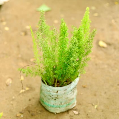Buy Asparagus  in 6 Inch Nursery Bag Online | Urvann.com