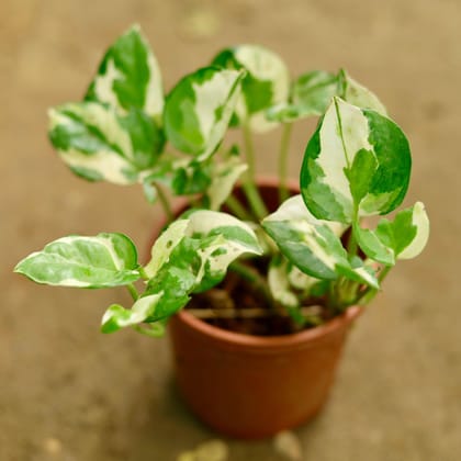 Buy Money Plant N'joy in 4 Inch Plastic Pot Online | Urvann.com