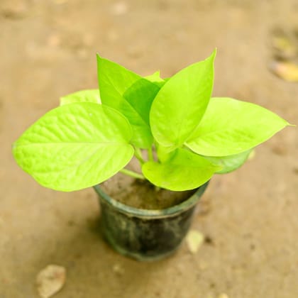 Buy Money Plant Golden in 4 Inch Plastic Pot Online | Urvann.com