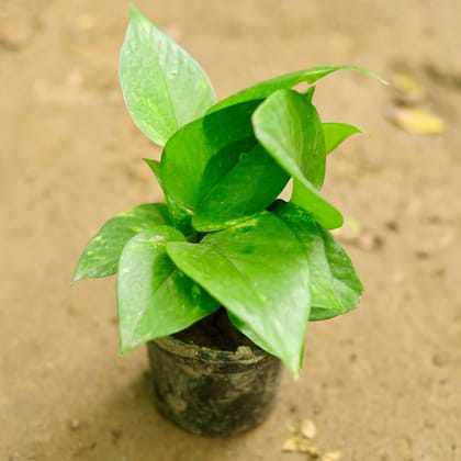 Buy Money Plant Green in 4 Inch Plastic Pot Online | Urvann.com