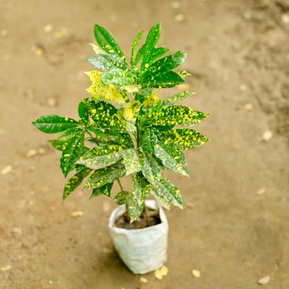 Buy Baby Croton Gold Star in 4 Inch Nursery Bag Online | Urvann.com