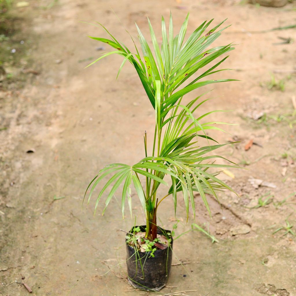 Areca Palm in 4 Inch Nursery Bag