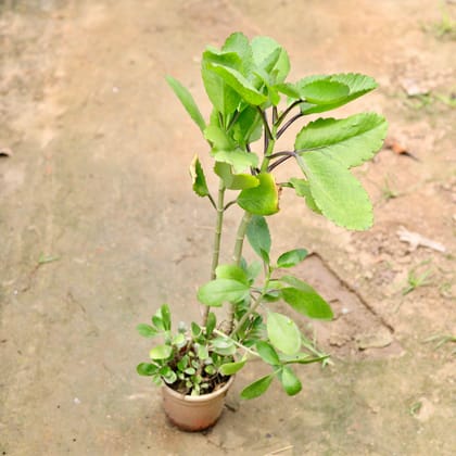 Buy Patharchatta Long Plant in 4 Inch Plastic Pot Online | Urvann.com