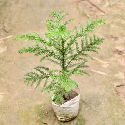 Buy Araucaria / Christmas Tree in 4 Inch Nursery Bag Online | Urvann.com