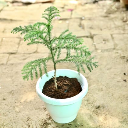 Buy Araucaria / Christmas Tree in 5 Inch Classy White Plastic Pot Online | Urvann.com
