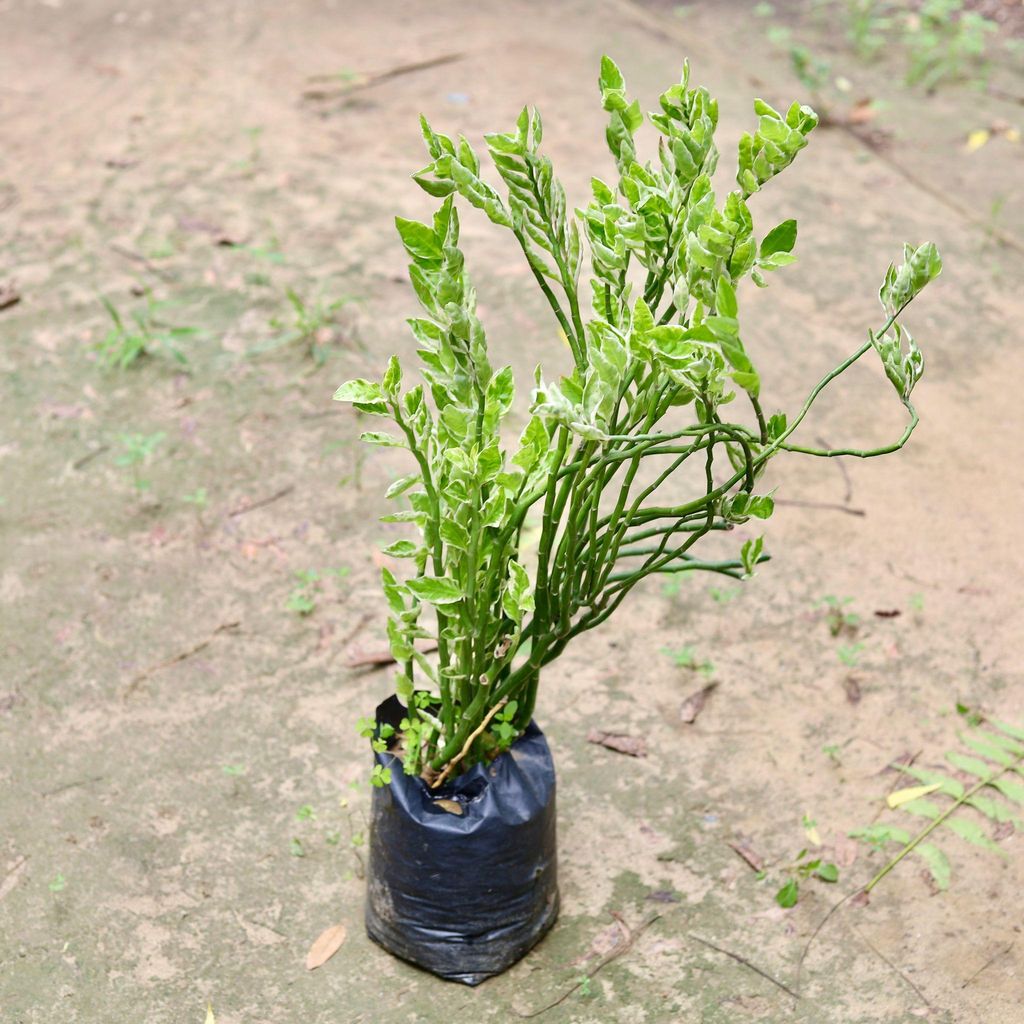 Kabootri / Pedilianthus / Devil's Backbone in 6 Inch Nursery Bag