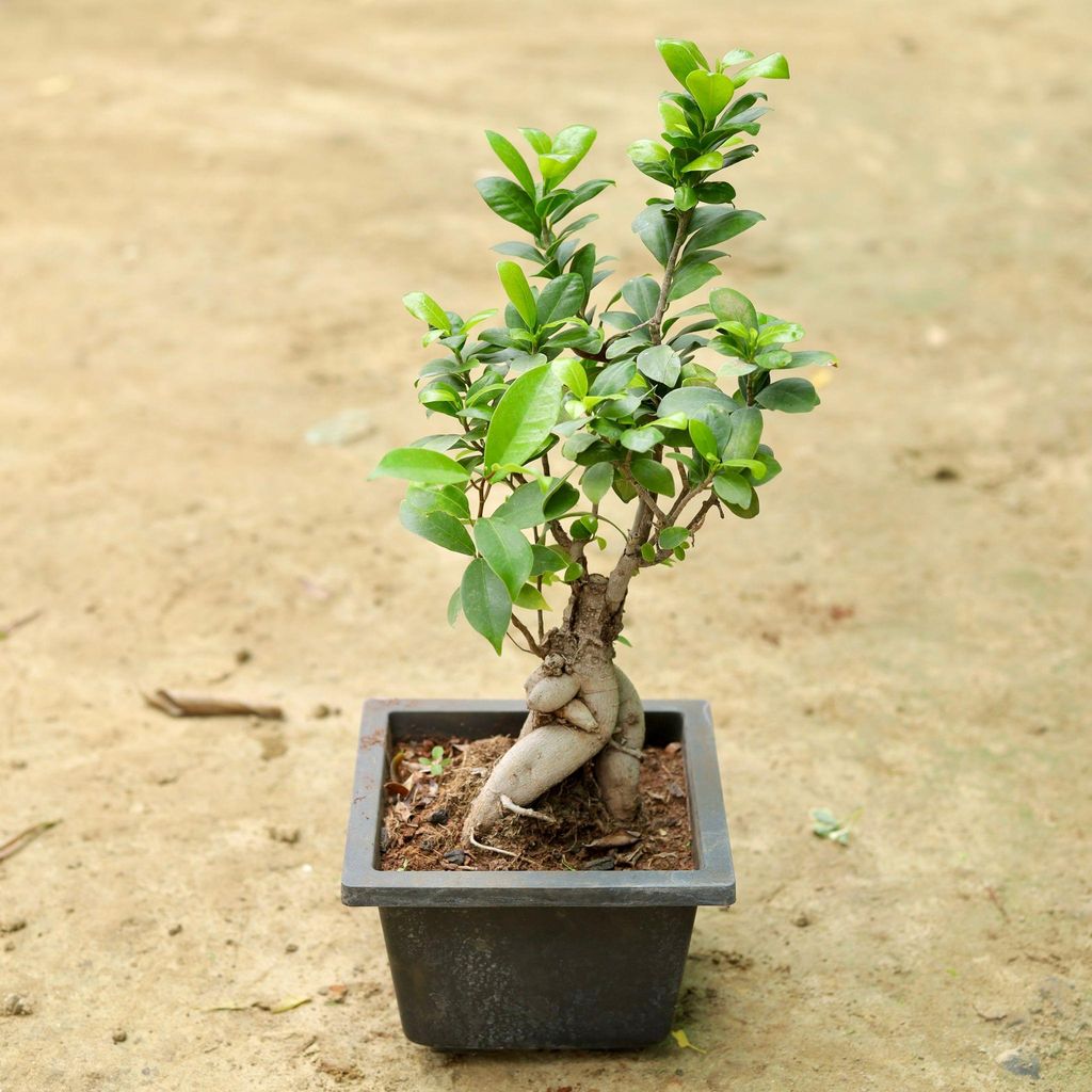 Long Island Ficus Bonsai in 5 Inch Classy Black Square Plastic Pot
