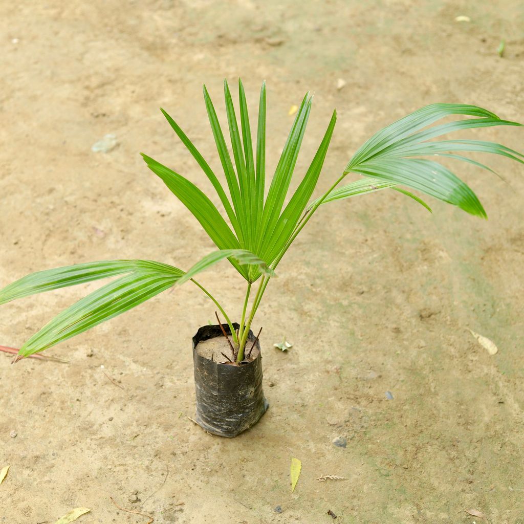 Desi Palm in 7 Inch Nursery Bag