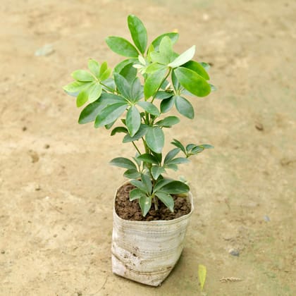Buy Schefflera Desi in 4 Inch Nursery Bag Online | Urvann.com