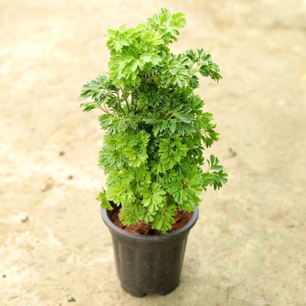Aralia Green in 4 Inch Nursery Pot