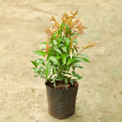 Buy Christina Ficus in 6 Inch Nursery Bag Online | Urvann.com