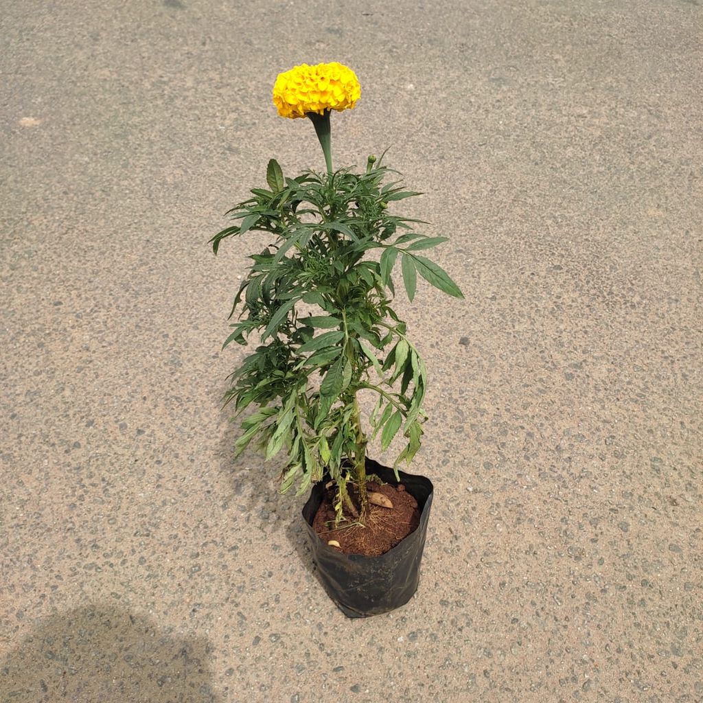 Marigold / Genda (Any Colour) in 3 Inch Nursery Bag