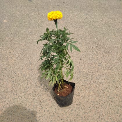 Buy Marigold (Any Colour) in 3 Inch Nursery Bag Online | Urvann.com