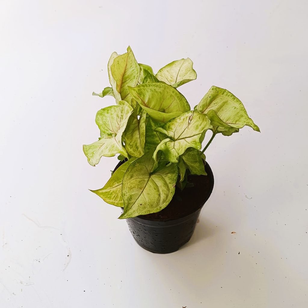 Syngonium Green Arrowhead in 4 Inch Nursery Pot